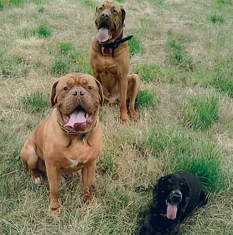Unsere Hunde sind ein Teil der Familie.