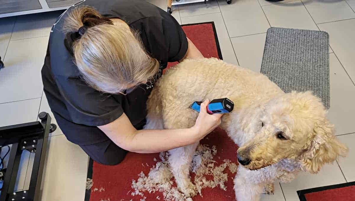 Ein Hund wird im Hundesalon mit einer Schermaschine geschoren.